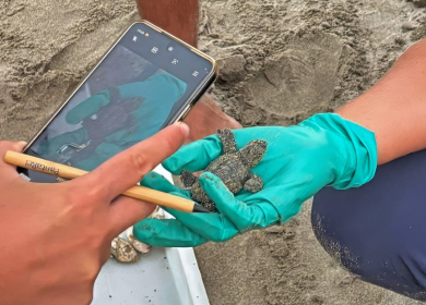 Laigueglia: concluso il primo nido di tartaruga marina presso i Bagni Aurora